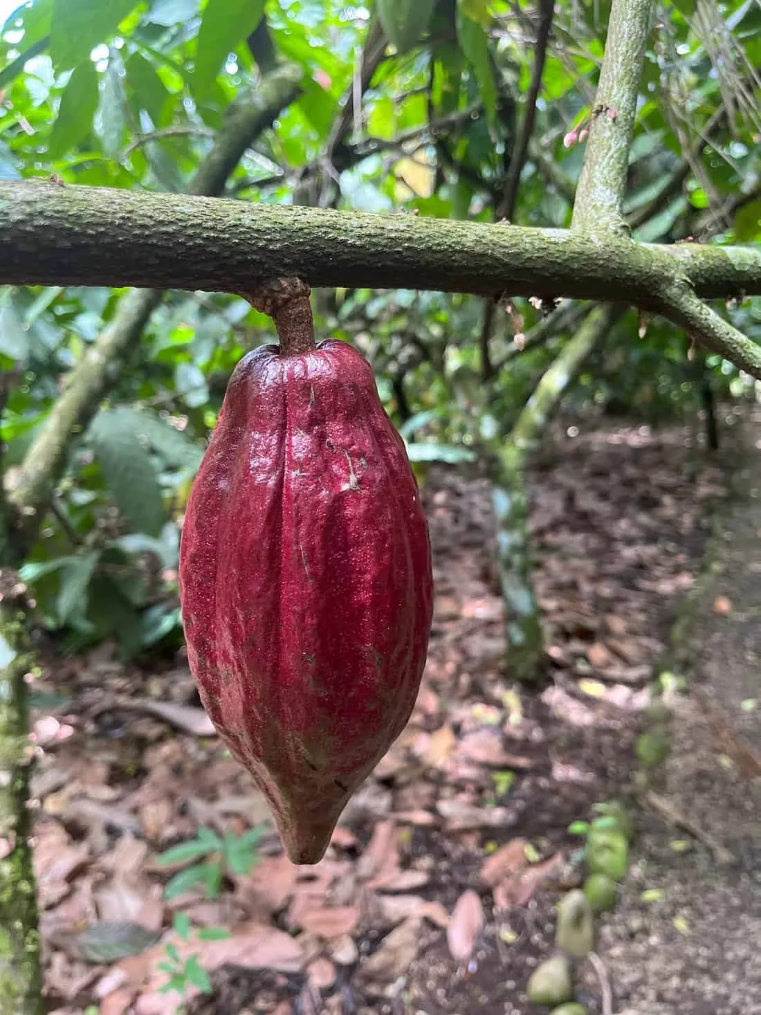 Don Olivo Chocolate Tour, La Fortuna