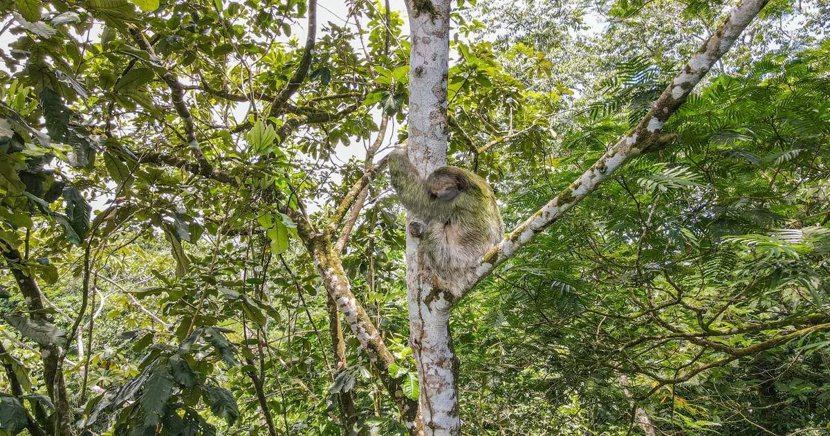 Sloths Territory, La Fortuna