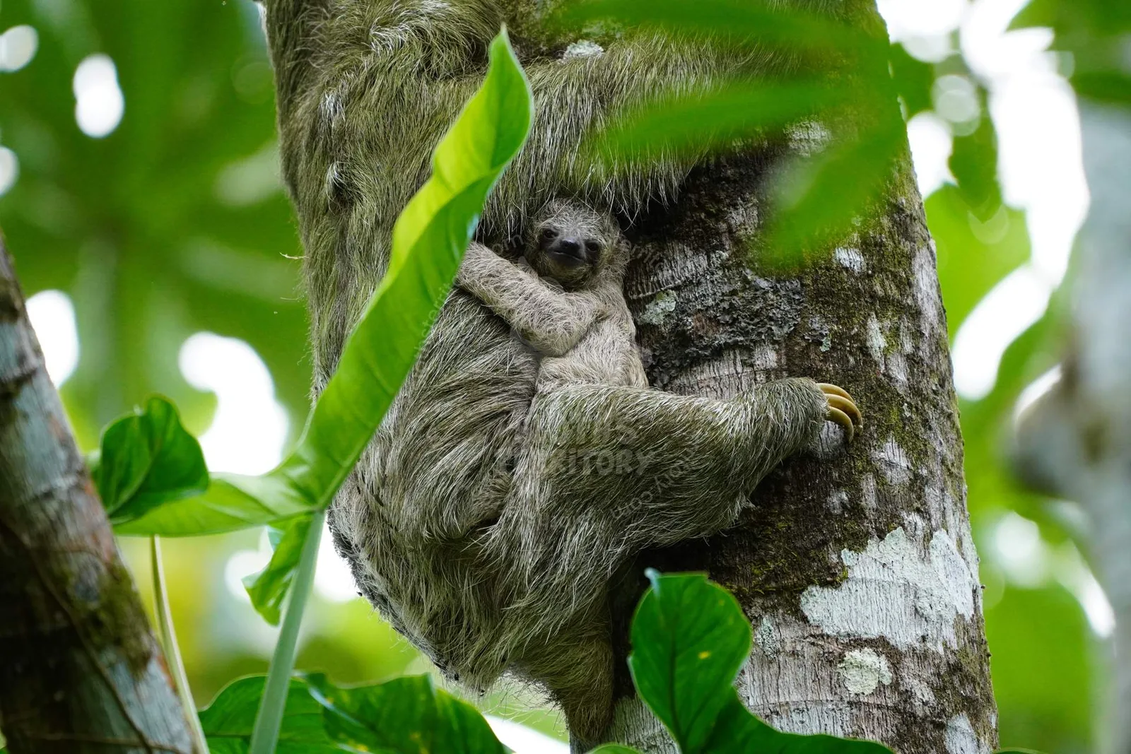 Sloths Territory, La Fortuna